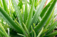 Vaporizace aloe vera