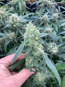 Česká republika je malý krůček od legalizace konopí!