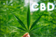 Vše o CBD