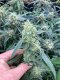 Česká republika je malý krůček od legalizace konopí!