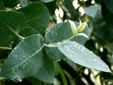 Eukalyptus list