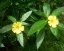 Damiana rostlina Damiana rostlina