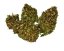 CBD konopí - Amnesia - 5 g - Dobrý Šaman